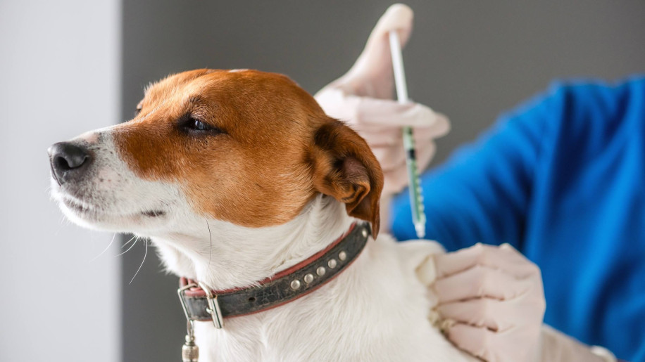 வளர்ப்பு நாய்களிற்கான விலங்கு விசர்நோய்க்கெதிரான தடுப்பு மருந்து வழங்கப்படவுள்ளது.